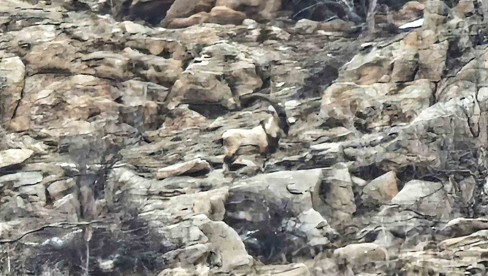 Hizan’da dağ keçileri sürü halinde görüntülendi
