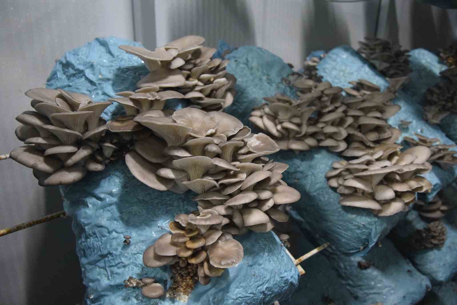 Hobi olarak başladığı mantar yetiştiriciliğinde günde 1 tona yakın hasat elde ediyor
