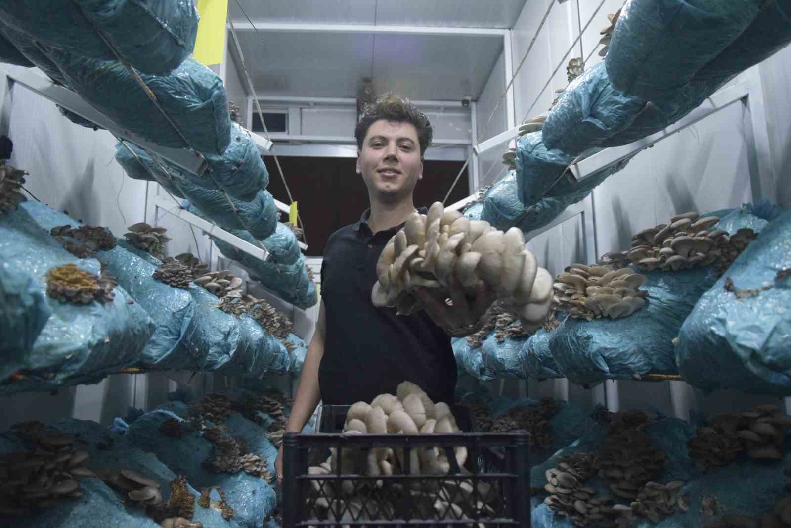 Hobi olarak başladığı mantar yetiştiriciliğinde günde 1 tona yakın hasat elde ediyor
