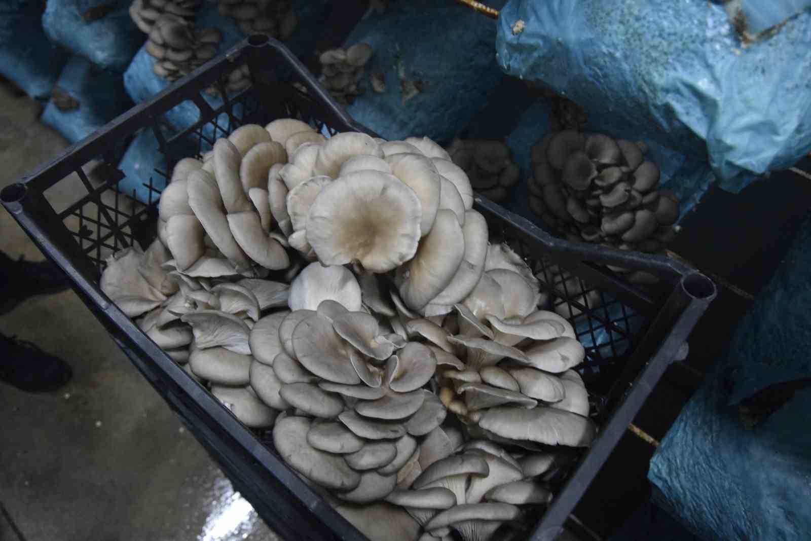 Hobi olarak başladığı mantar yetiştiriciliğinde günde 1 tona yakın hasat elde ediyor
