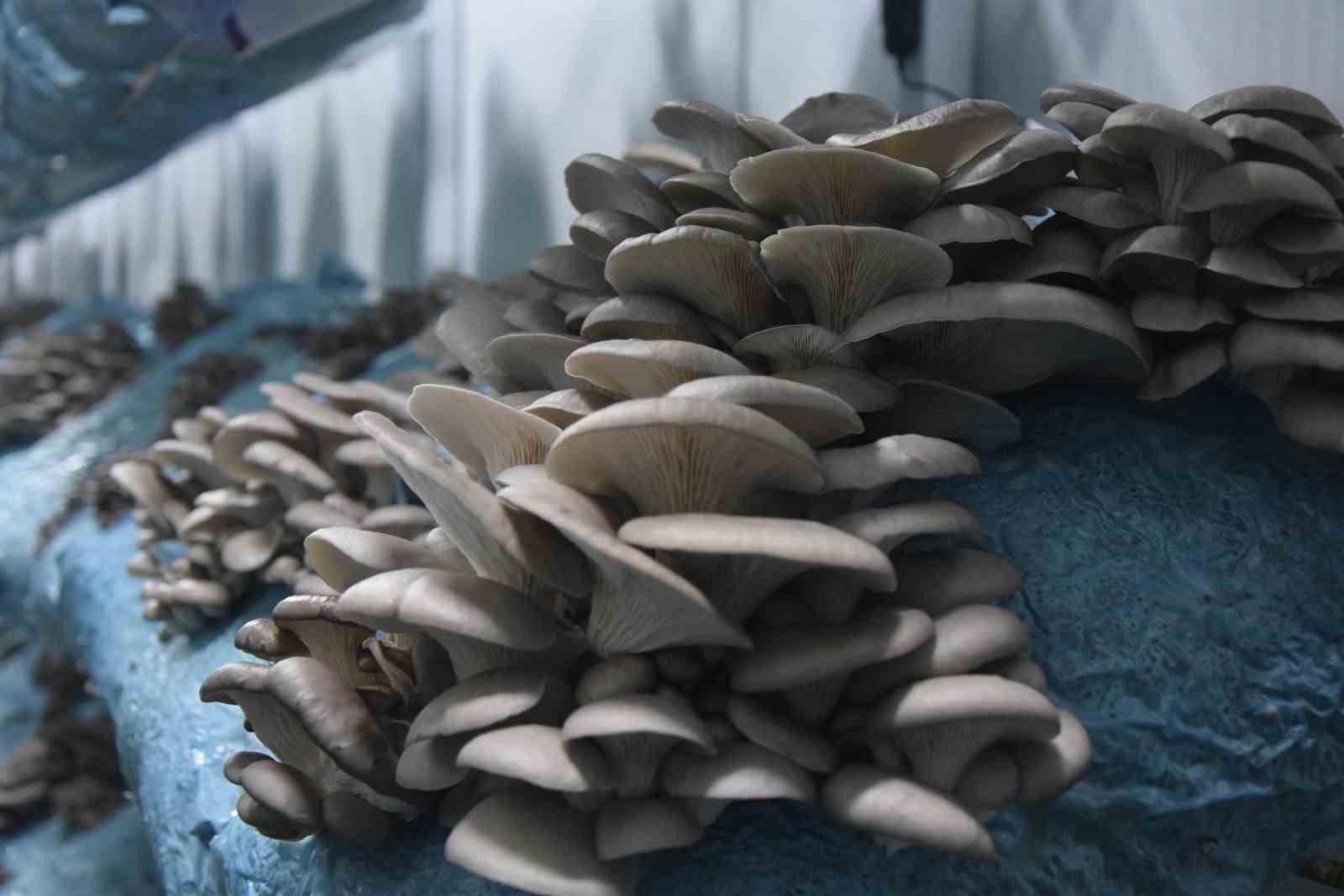 Hobi olarak başladığı mantar yetiştiriciliğinde günde 1 tona yakın hasat elde ediyor
