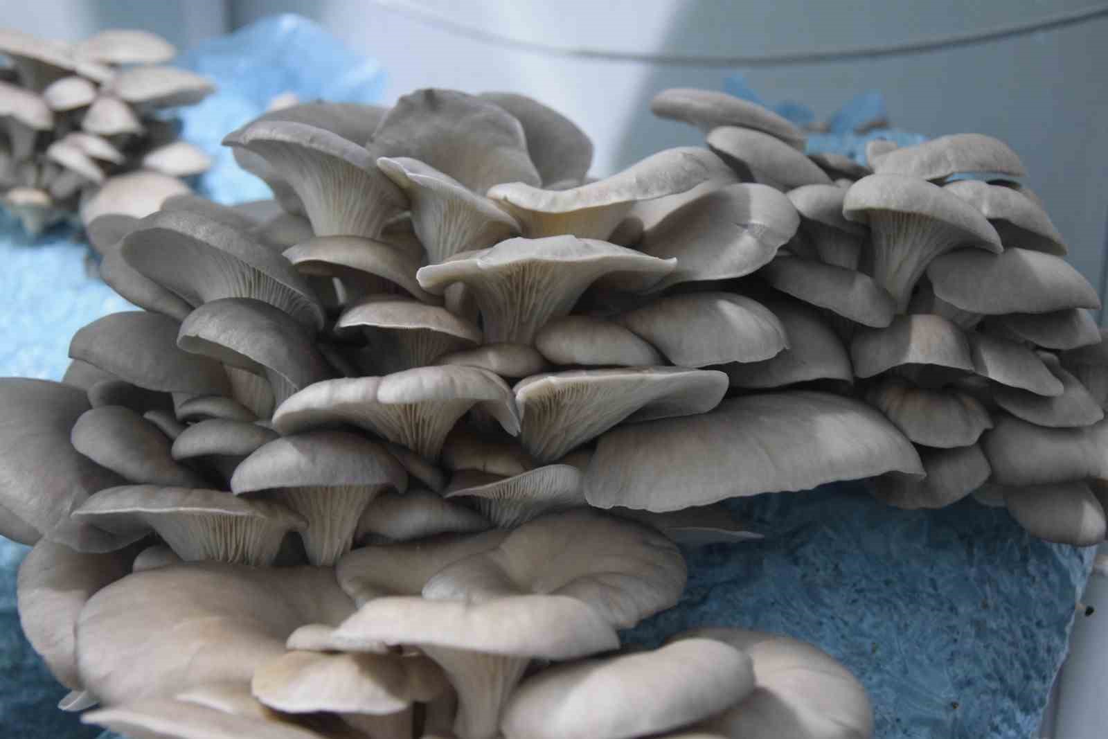 Hobi olarak başladığı mantar yetiştiriciliğinde günde 1 tona yakın hasat elde ediyor
