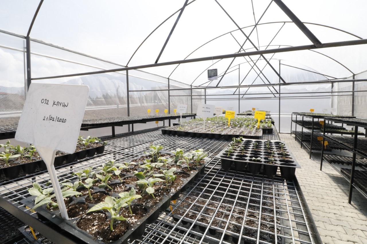 Honaz’da 8 Mart’a özel 8 bin çiçek kadınlara dağıtılacak
