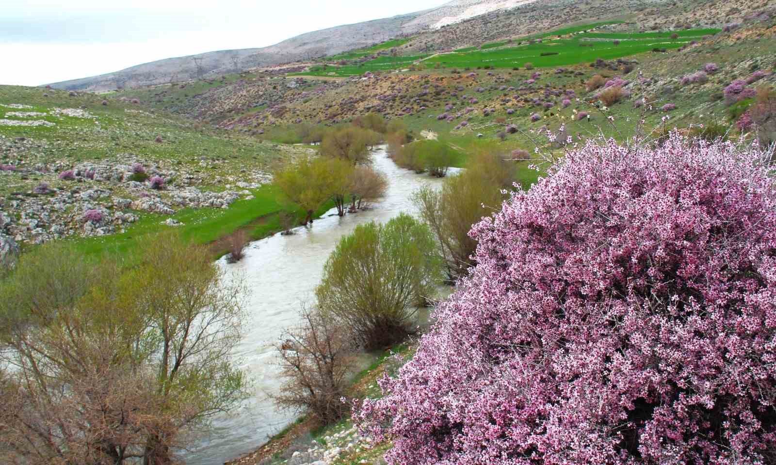 Hurman Çayı çevresinde yabani bademler pembe çiçek açtı
