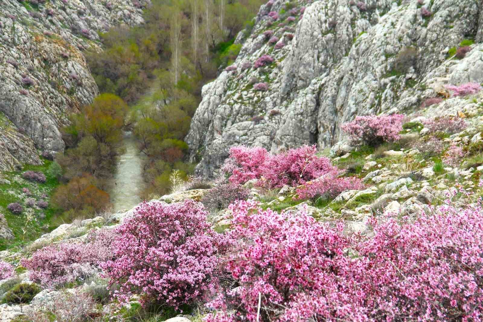 Hurman Çayı çevresinde yabani bademler pembe çiçek açtı
