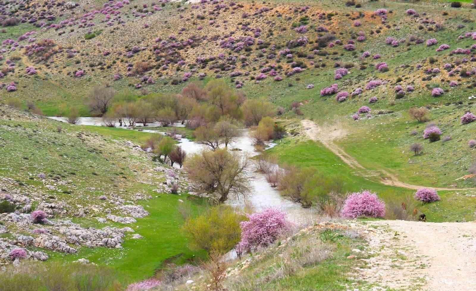 Hurman Çayı çevresinde yabani bademler pembe çiçek açtı
