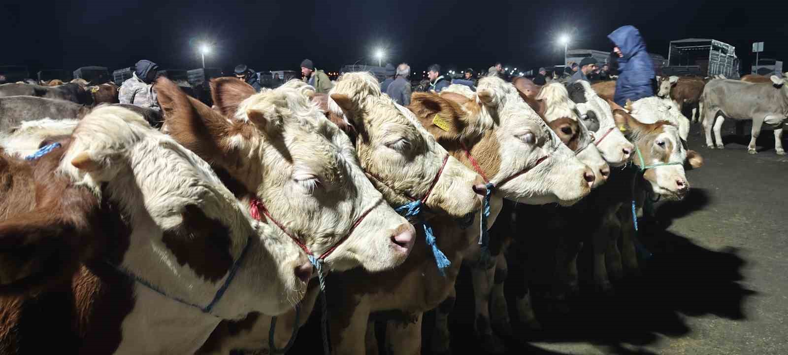 İç Anadolu’nun en büyük hayvan pazarında yoğun kurban mesaisi başladı
