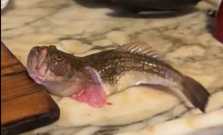 İçi temizlenen balık dakikalarca çırpınmaya devam etti
