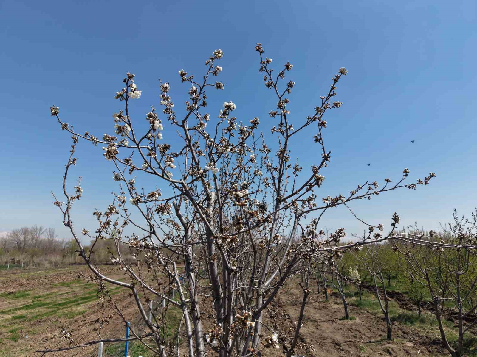 Iğdır’da 15-16 yıllık 77 kiraz ağacı taşınarak kesilmekten kurtarıldı
