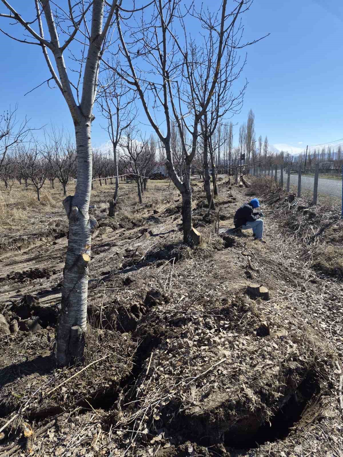 Iğdır’da 15-16 yıllık 77 kiraz ağacı taşınarak kesilmekten kurtarıldı
