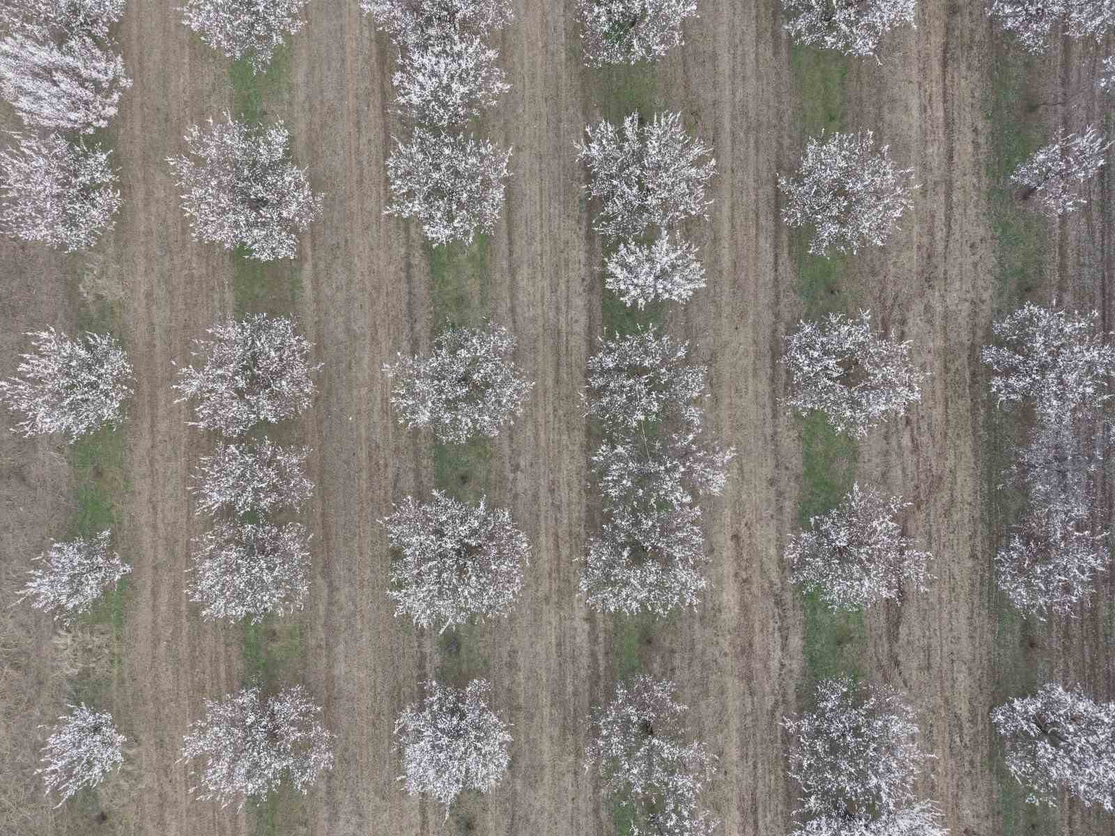 Iğdır’da kayısı ağaçları çiçek açtı, ova beyaza büründü
Iğdır’da kayısı ağaçları çiçek açtı, ova beyaza büründü