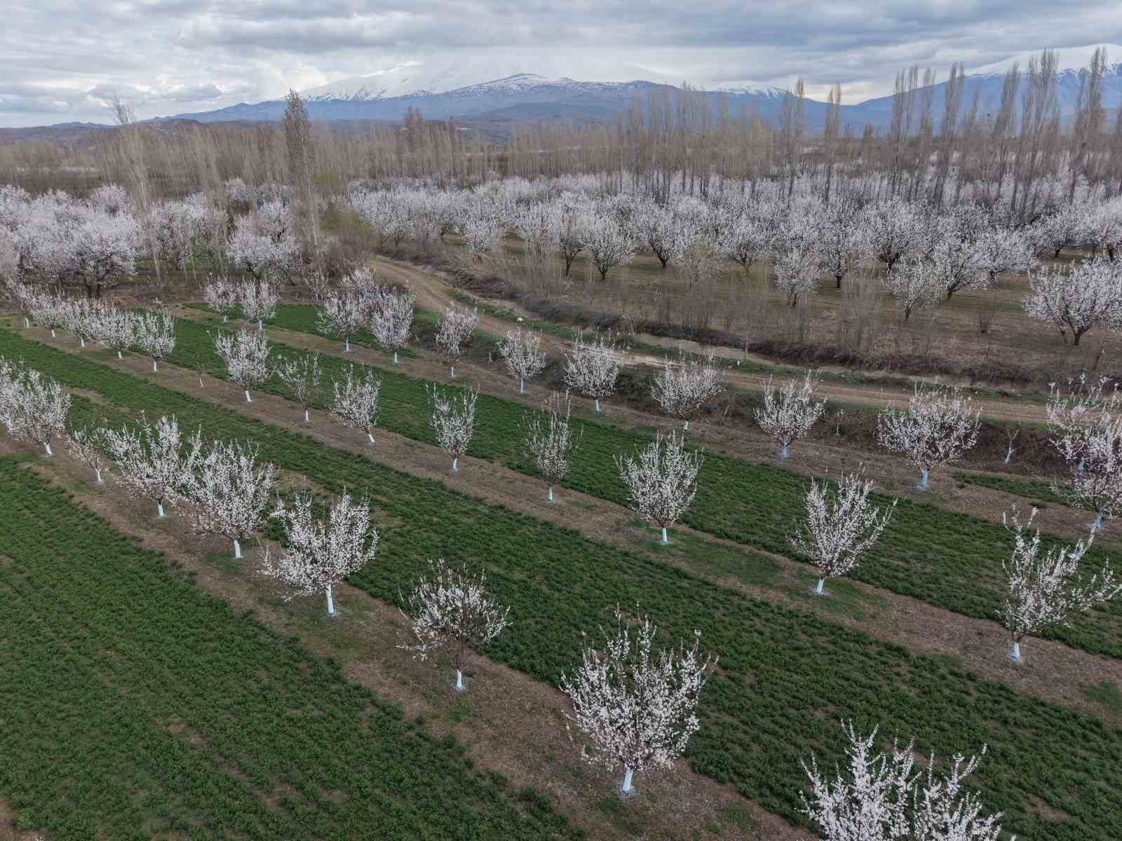 Iğdır’da kayısı ağaçları çiçek açtı, ova beyaza büründü
Iğdır’da kayısı ağaçları çiçek açtı, ova beyaza büründü
