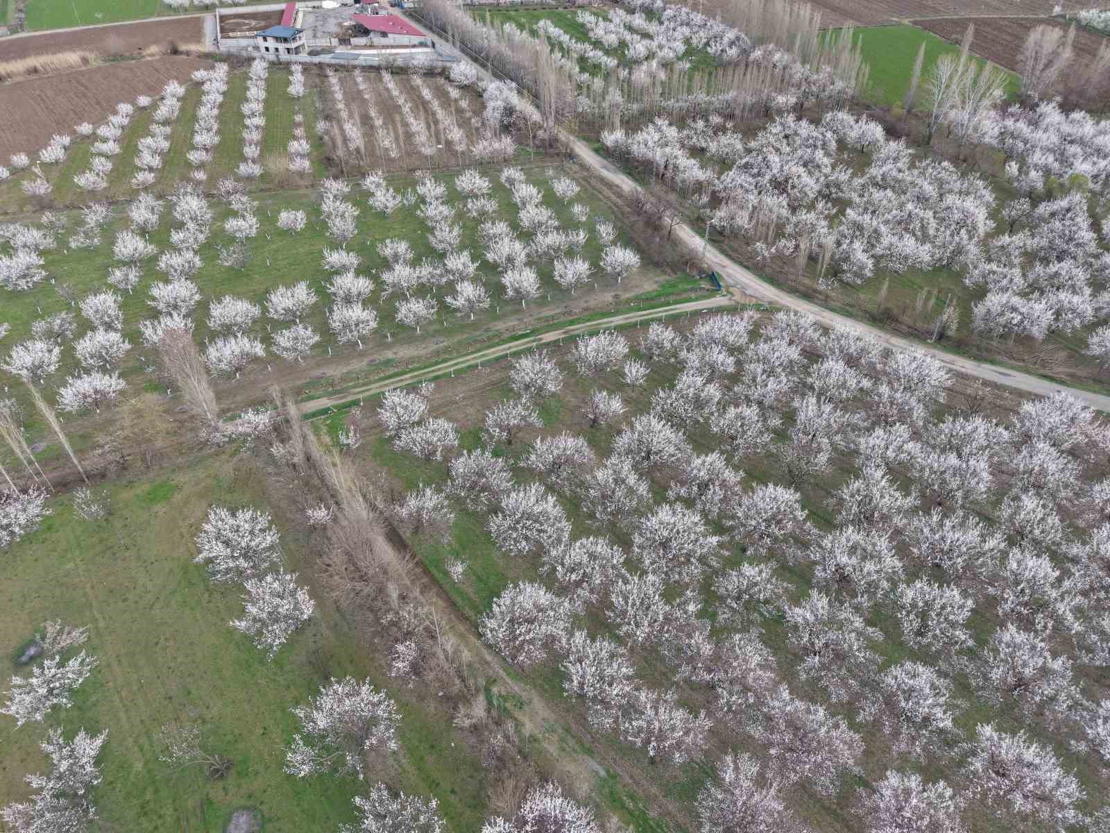 Iğdır’da kayısı ağaçları çiçek açtı, ova beyaza büründü
Iğdır’da kayısı ağaçları çiçek açtı, ova beyaza büründü