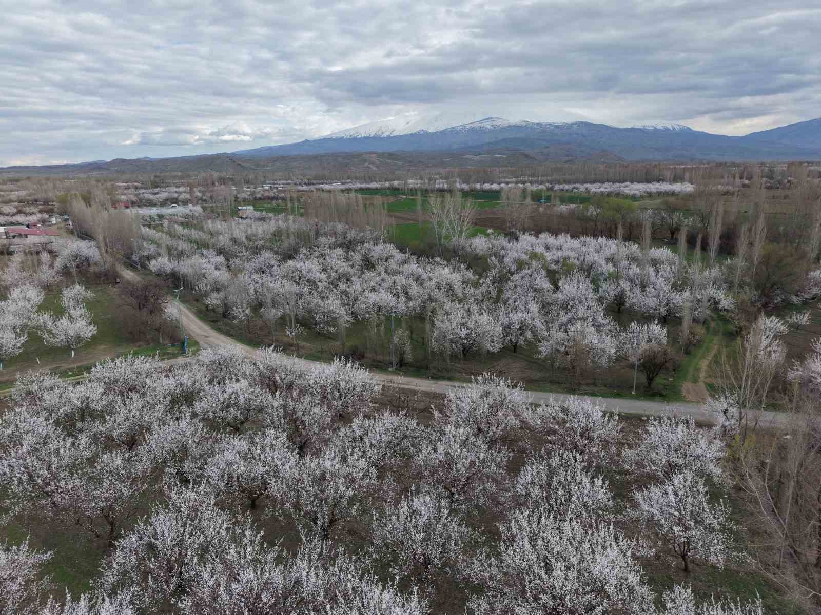 Iğdır’da kayısı ağaçları çiçek açtı, ova beyaza büründü
Iğdır’da kayısı ağaçları çiçek açtı, ova beyaza büründü