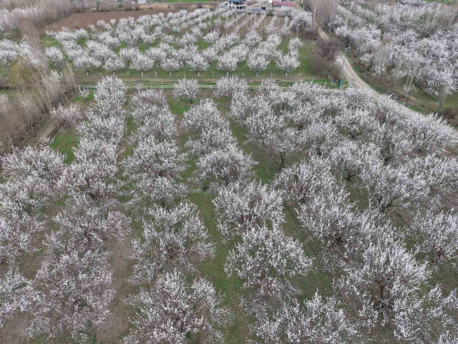 Iğdır’da kayısı ağaçları çiçek açtı, ova beyaza büründü
Iğdır’da kayısı ağaçları çiçek açtı, ova beyaza büründü