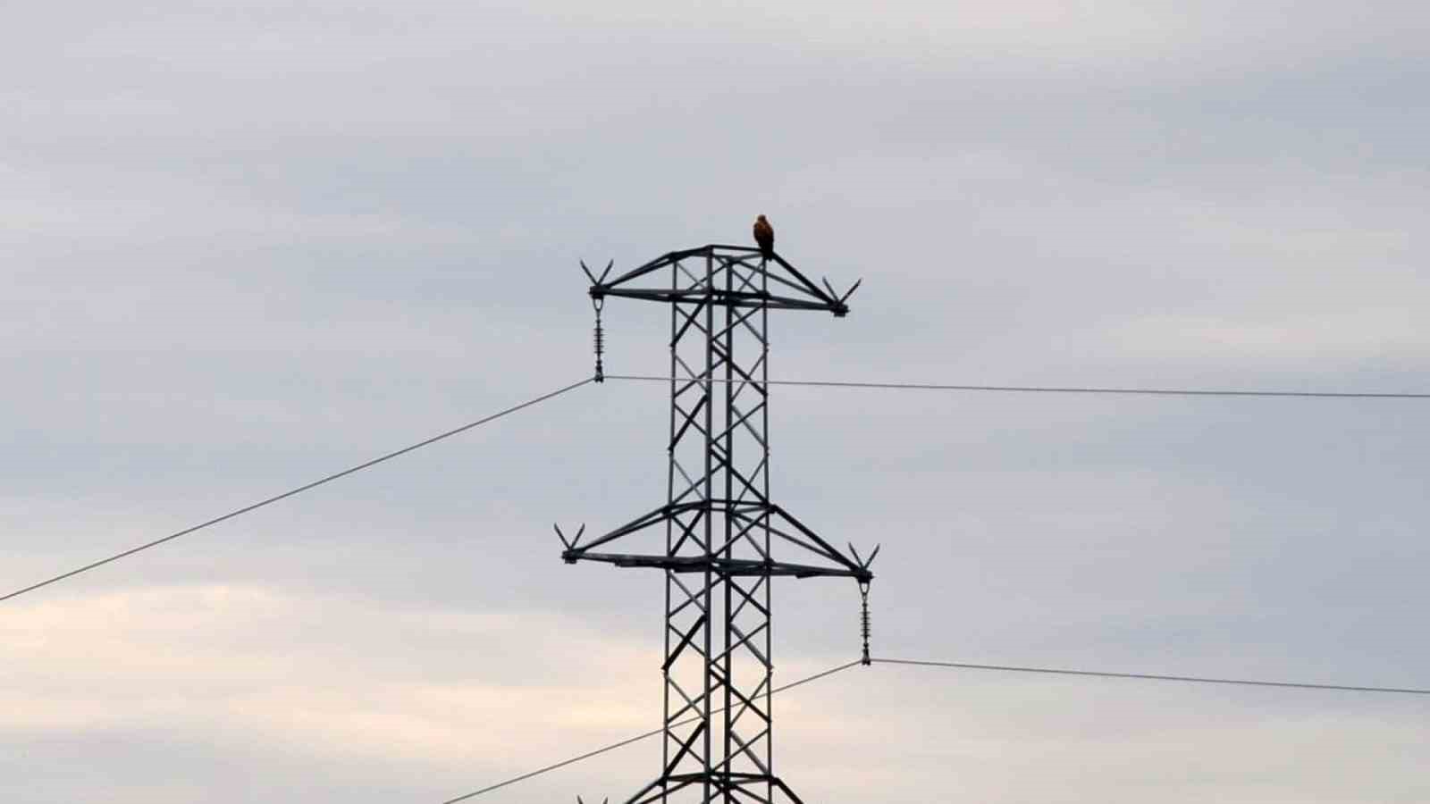 Iğdır’da Kızıl Şahin görüntülendi
