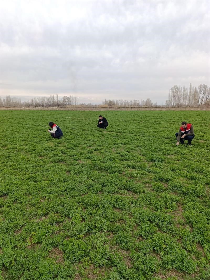 Iğdır’da yonca tarlalarında yonca hortumlu böceği ile mücadele
