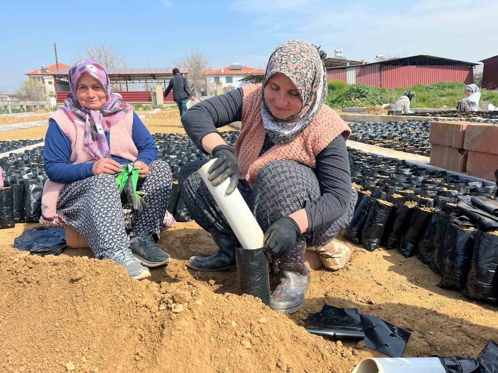 İki kardeşten üzüm fidanında büyük başarı
