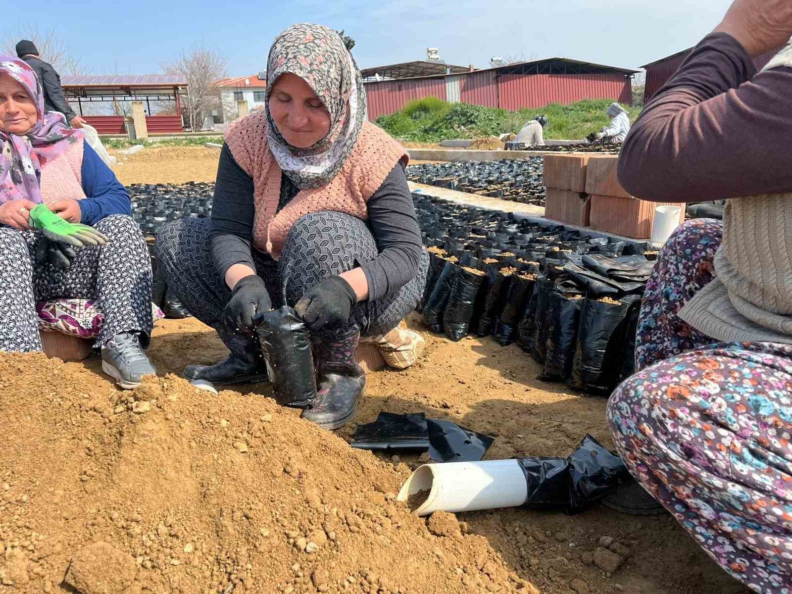 İki kardeşten üzüm fidanında büyük başarı
