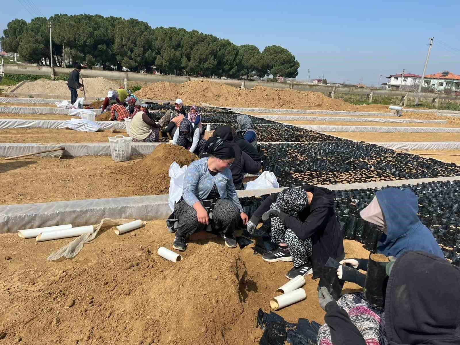 İki kardeşten üzüm fidanında büyük başarı
