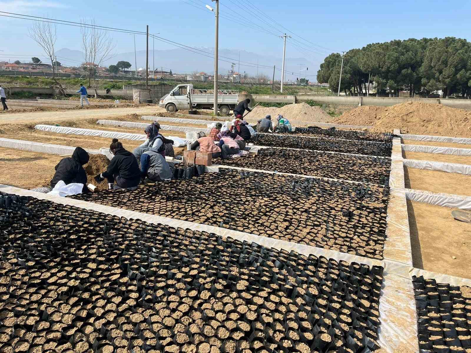 İki kardeşten üzüm fidanında büyük başarı
