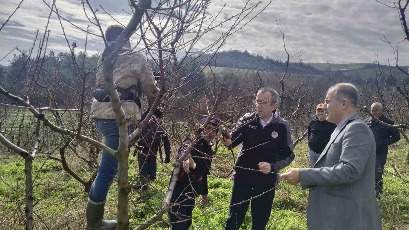 İl Müdürü Ayvalık budama çalışmalarını yerinde inceledi
