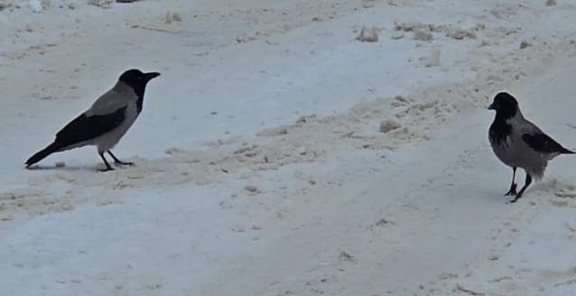 İlçe beyaza büründü, aç kalan kargalar sokaklara indi

