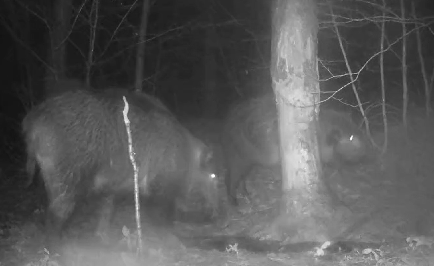 İlginç hobisi ile yaban hayatı fotokapanla izliyor
İlginç hobisi ile yaban hayatı fotokapanla izliyor