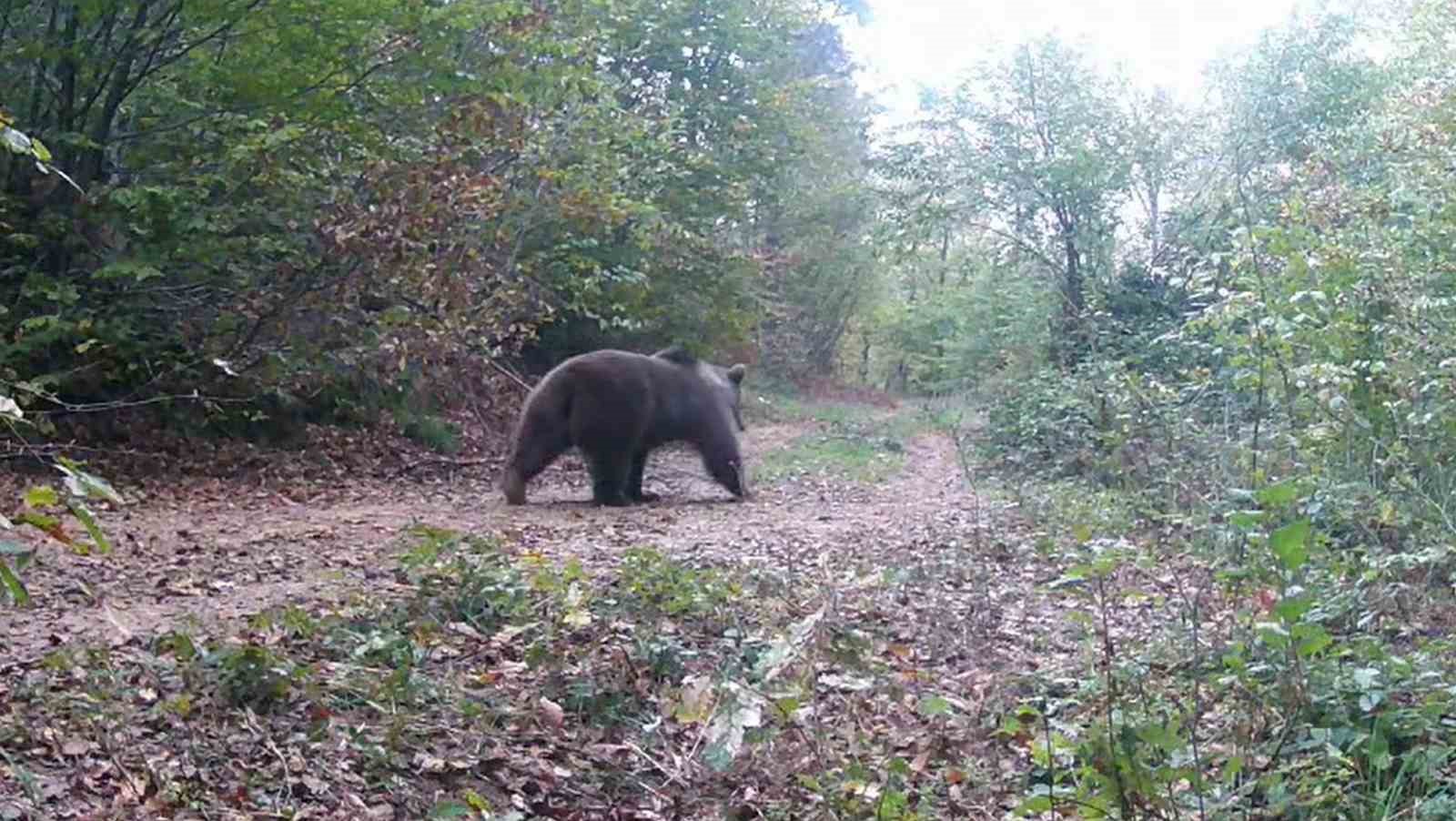 İlginç hobisi ile yaban hayatı fotokapanla izliyor
İlginç hobisi ile yaban hayatı fotokapanla izliyor