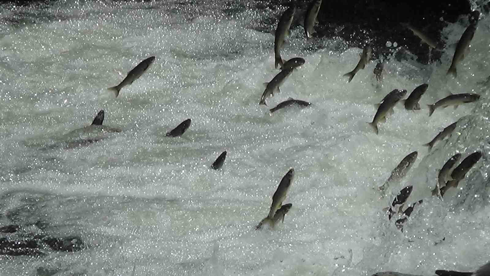 İnci kefalleri Van İl Jandarma Komutanlığı’na emanet
