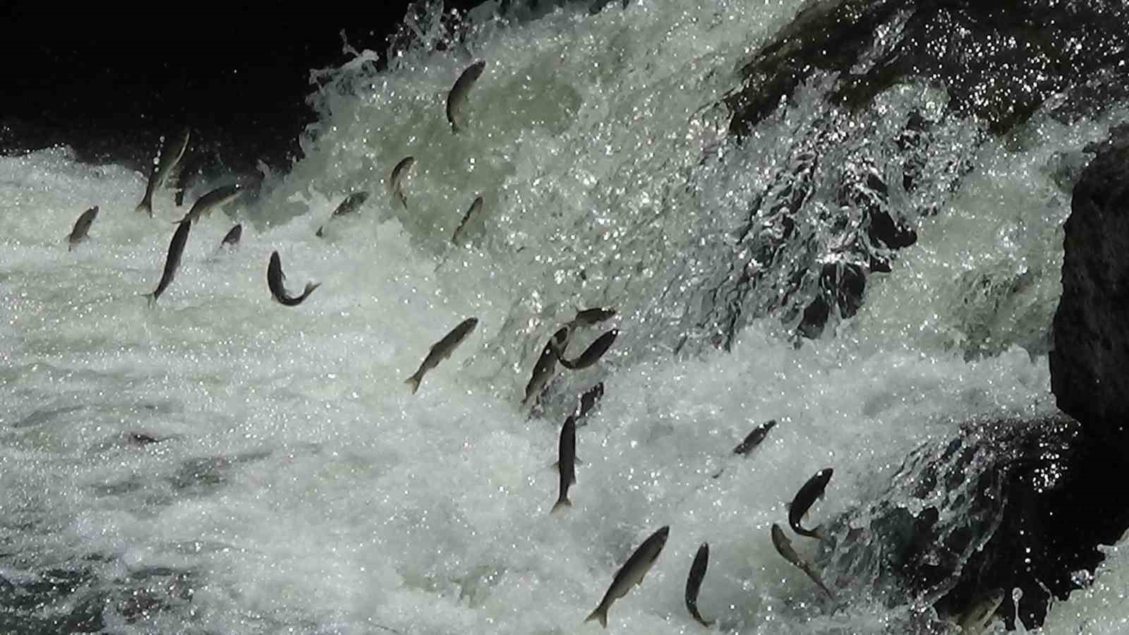 İnci kefalleri Van İl Jandarma Komutanlığı’na emanet
