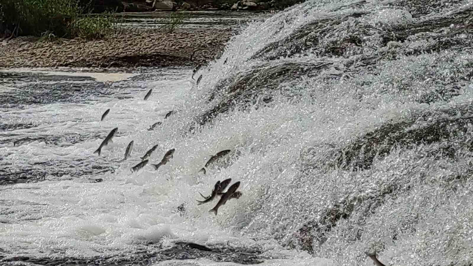 İnci kefalleri Van İl Jandarma Komutanlığı’na emanet
