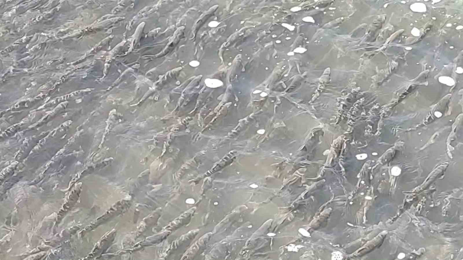 İnci kefalleri Van İl Jandarma Komutanlığı’na emanet
