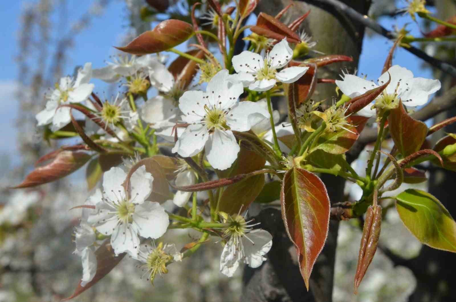 İnegöl’de kartpostallık görüntüler
İnegöl’de kartpostallık görüntüler
