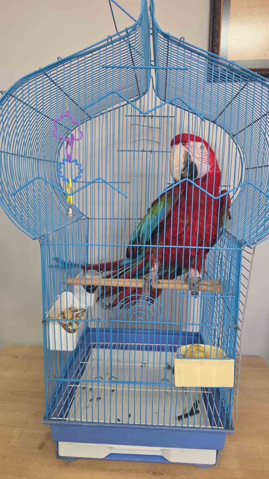 İpsala Sınır Kapısında kaçak papağan girişimi
