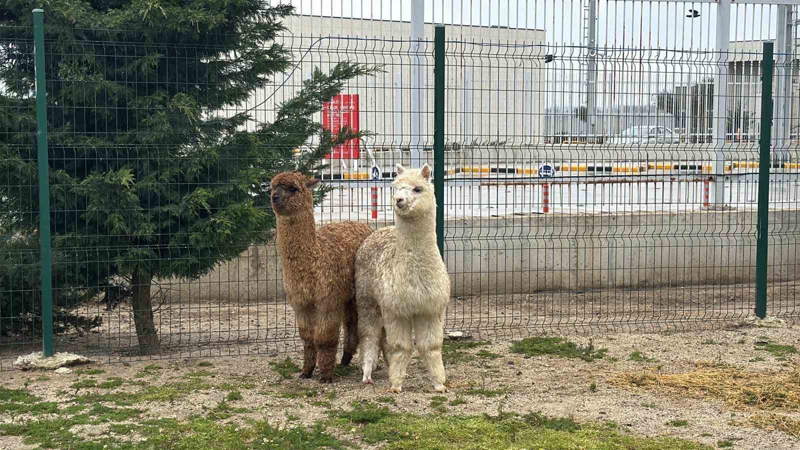 İpsala Sınır Kapısı’nda minibüste cins hayvanlar ele geçirildi
