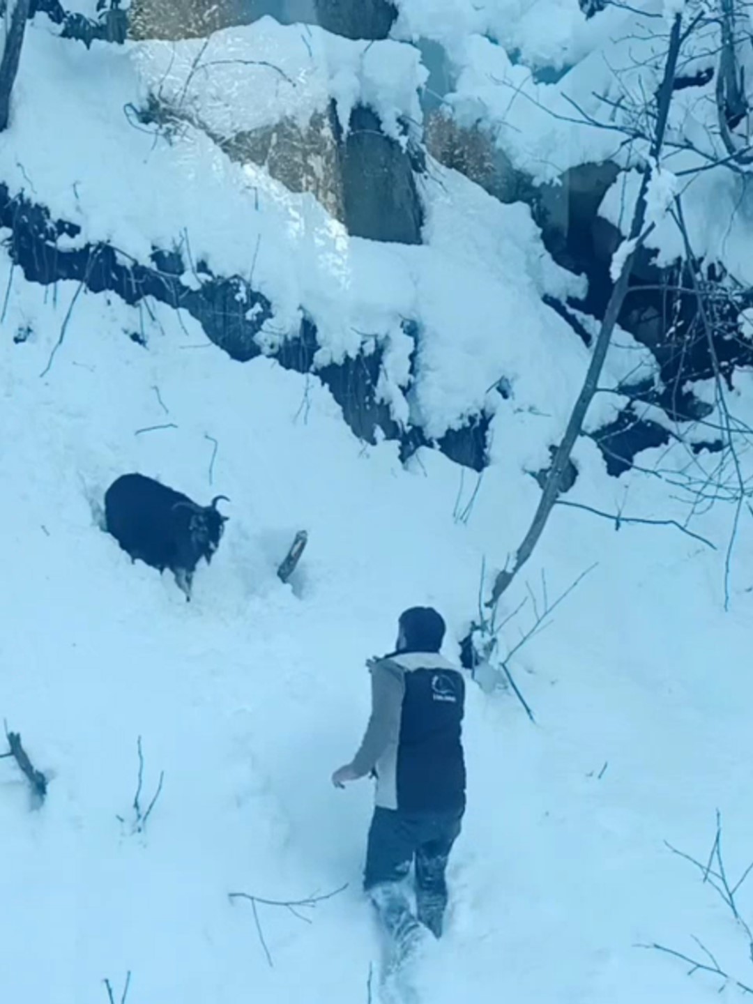 İş makinesi operatörü karda kaybolan keçiyi sahiplerine ulaştırdı
