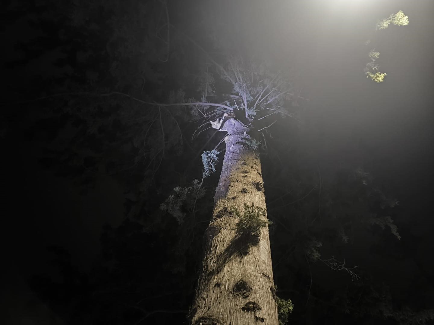 İskenderun’da ağaçta mahsur kalan kediyi itfaiye kurtardı
