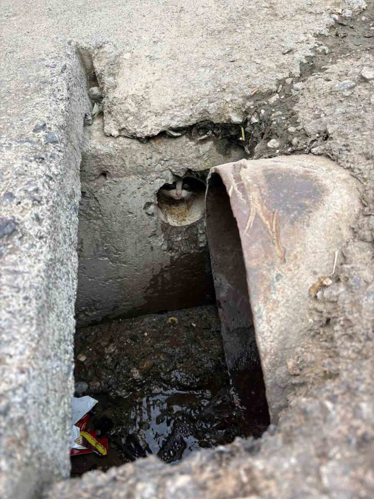 İskenderun’da rögar borusuna düşen yavru kediler kurtarıldı

