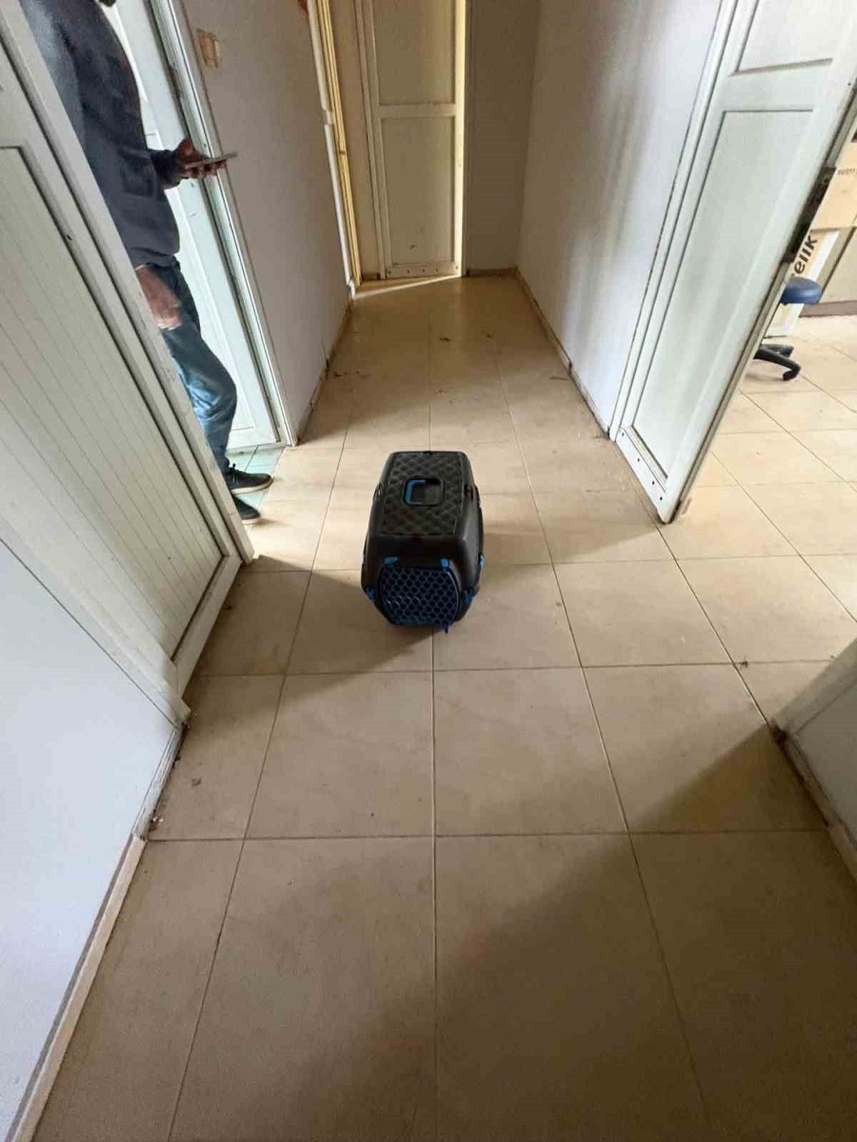 İskenderun’da rögar borusuna düşen yavru kediler kurtarıldı
