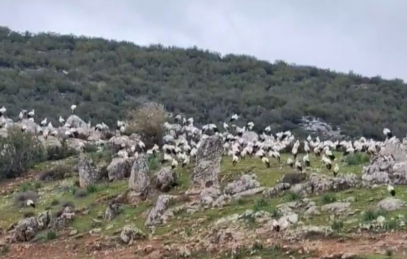 İslahiye’de leylek akını
