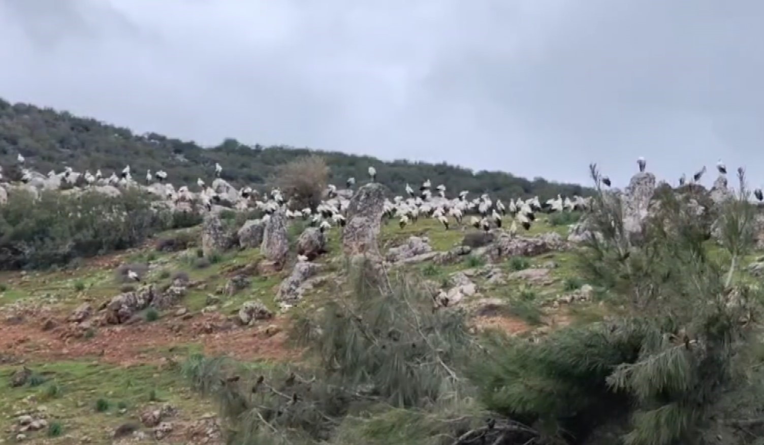 İslahiye’de leylek akını
