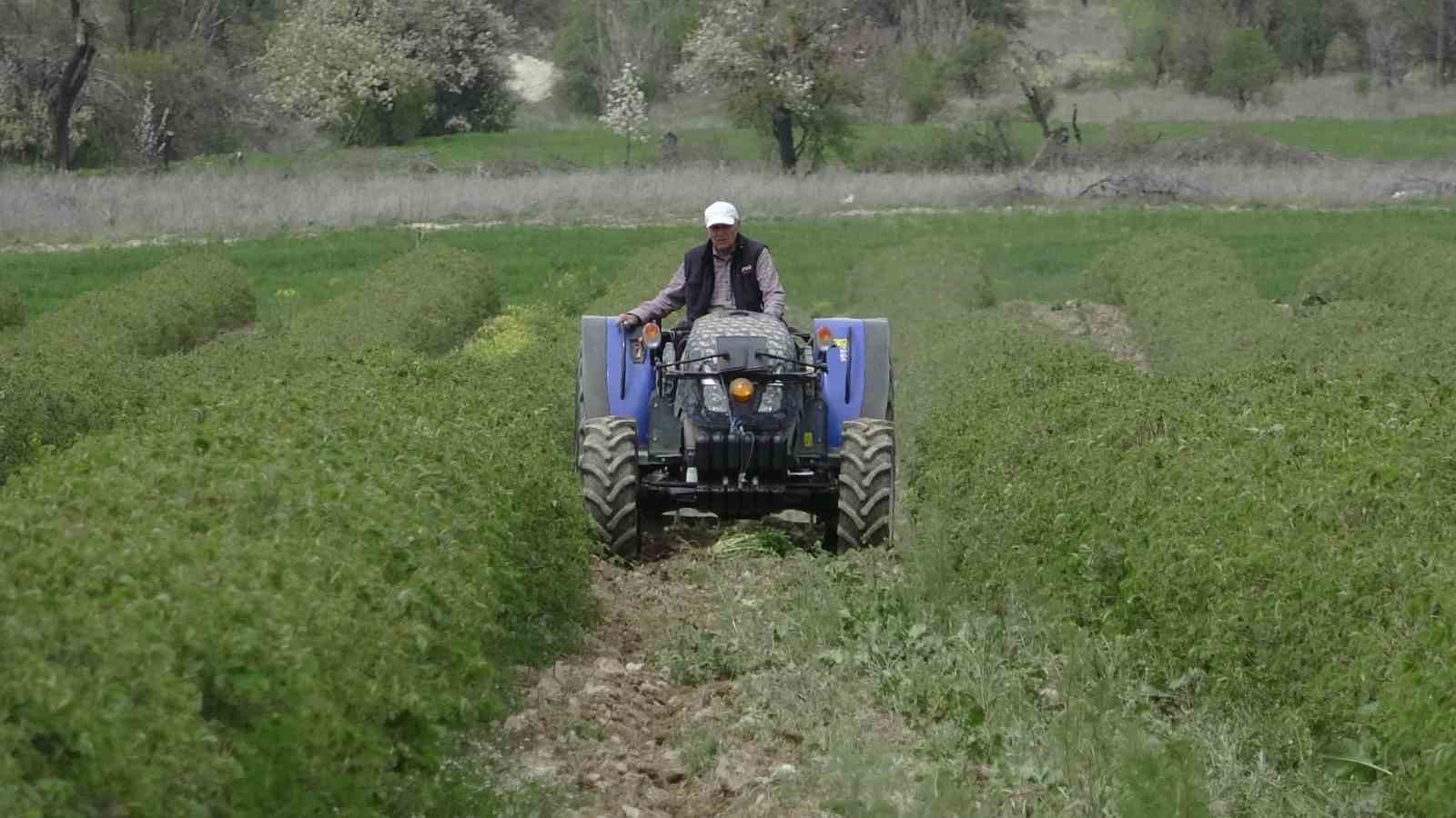 Isparta’da gül hasadı öncesi umutlar arttı: 13 bin ton rekolte bekleniyor
