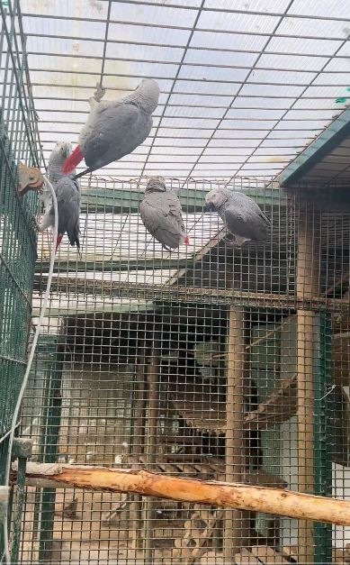 İstanbul Havalimanı’nda 20 adet Afrika gri papağanı ele geçirildi
İstanbul Havalimanı’nda 20 adet Afrika gri papağanı ele geçirildi