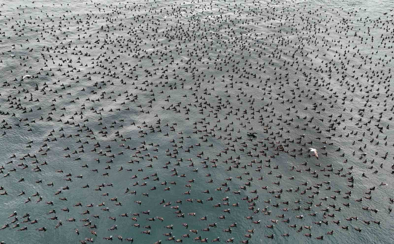 İstanbul’da dondurucu soğuk binlerce kuşu denizde bir araya getirdi
