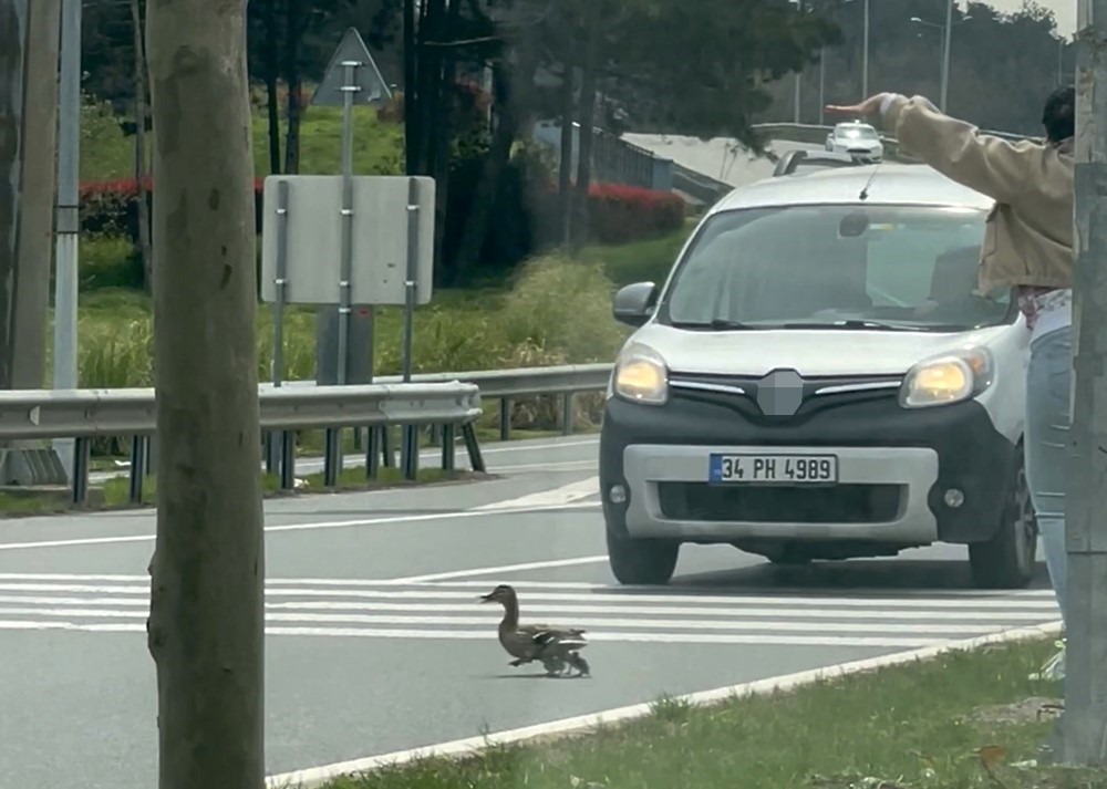 İstanbul’da ördeklerin güvenli geçişi için trafik durduruldu
