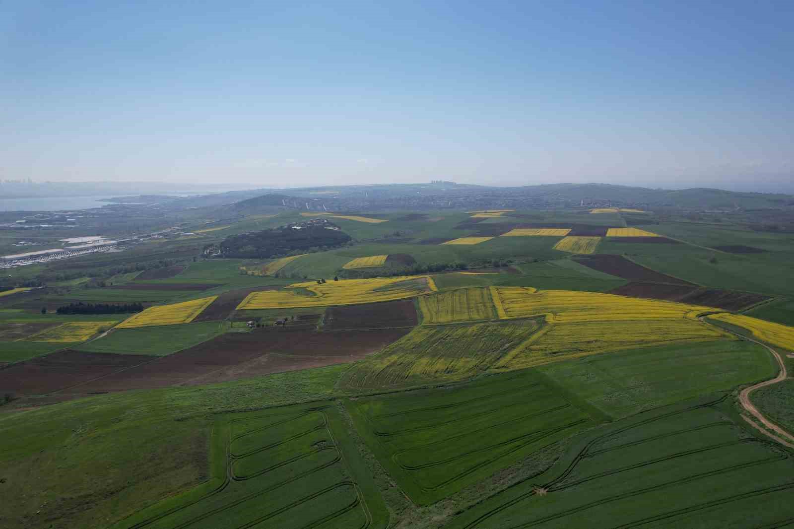 İstanbul’da tarlalar sarıya boyandı

