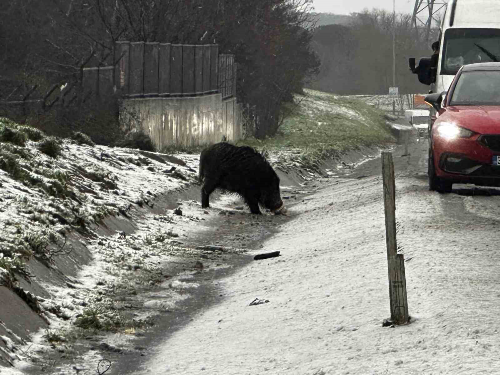 İstanbul’da yaban domuzu yol kenarına indi
