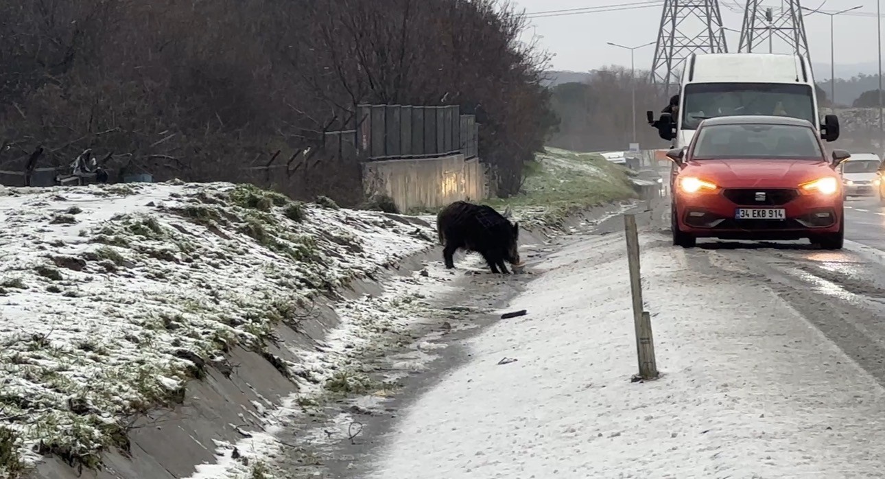İstanbul’da yaban domuzu yol kenarına indi
