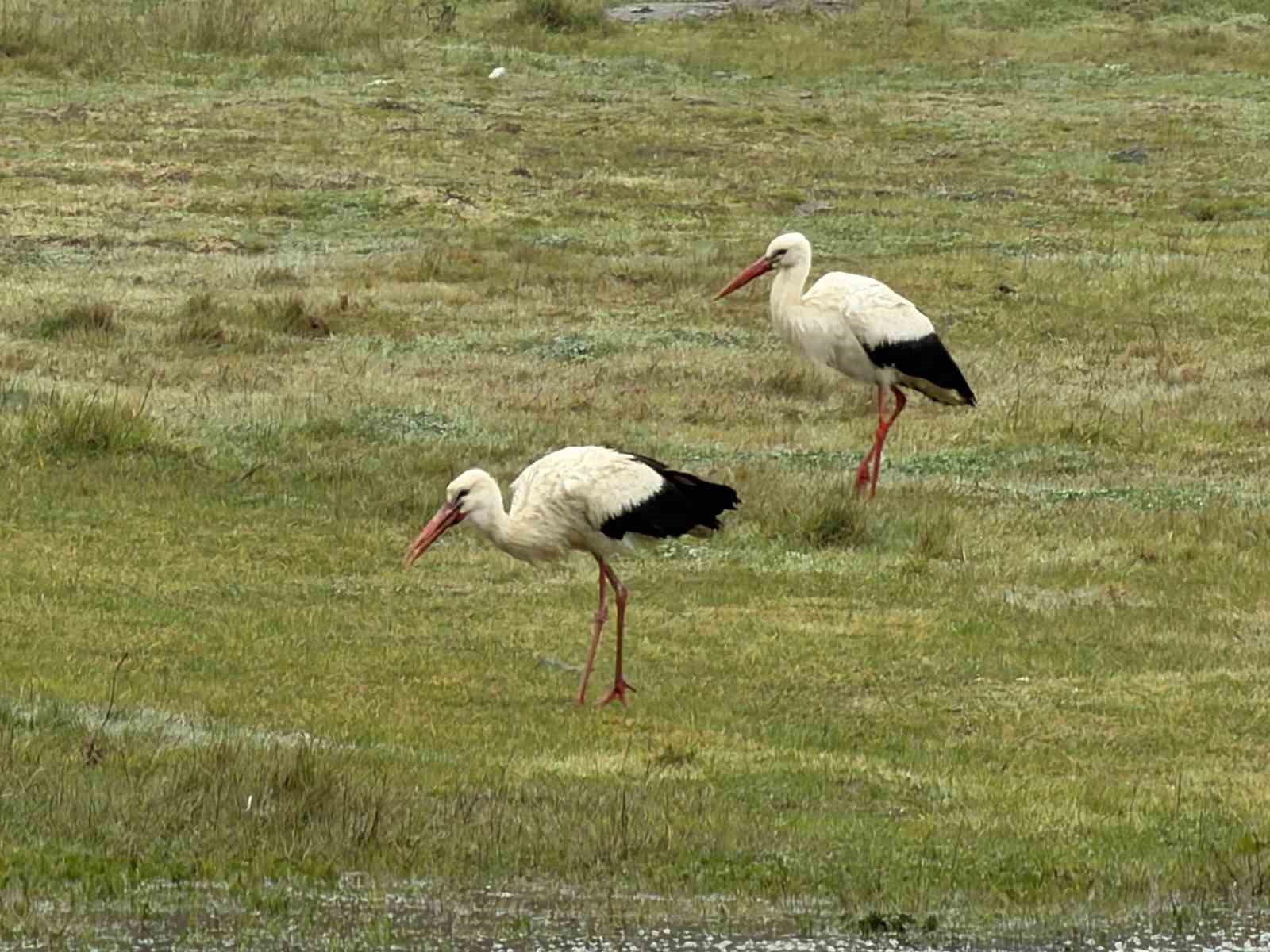 İstanbul’dan her yıl 1 milyon leylek geçiyor
İstanbul’dan her yıl 1 milyon leylek geçiyor